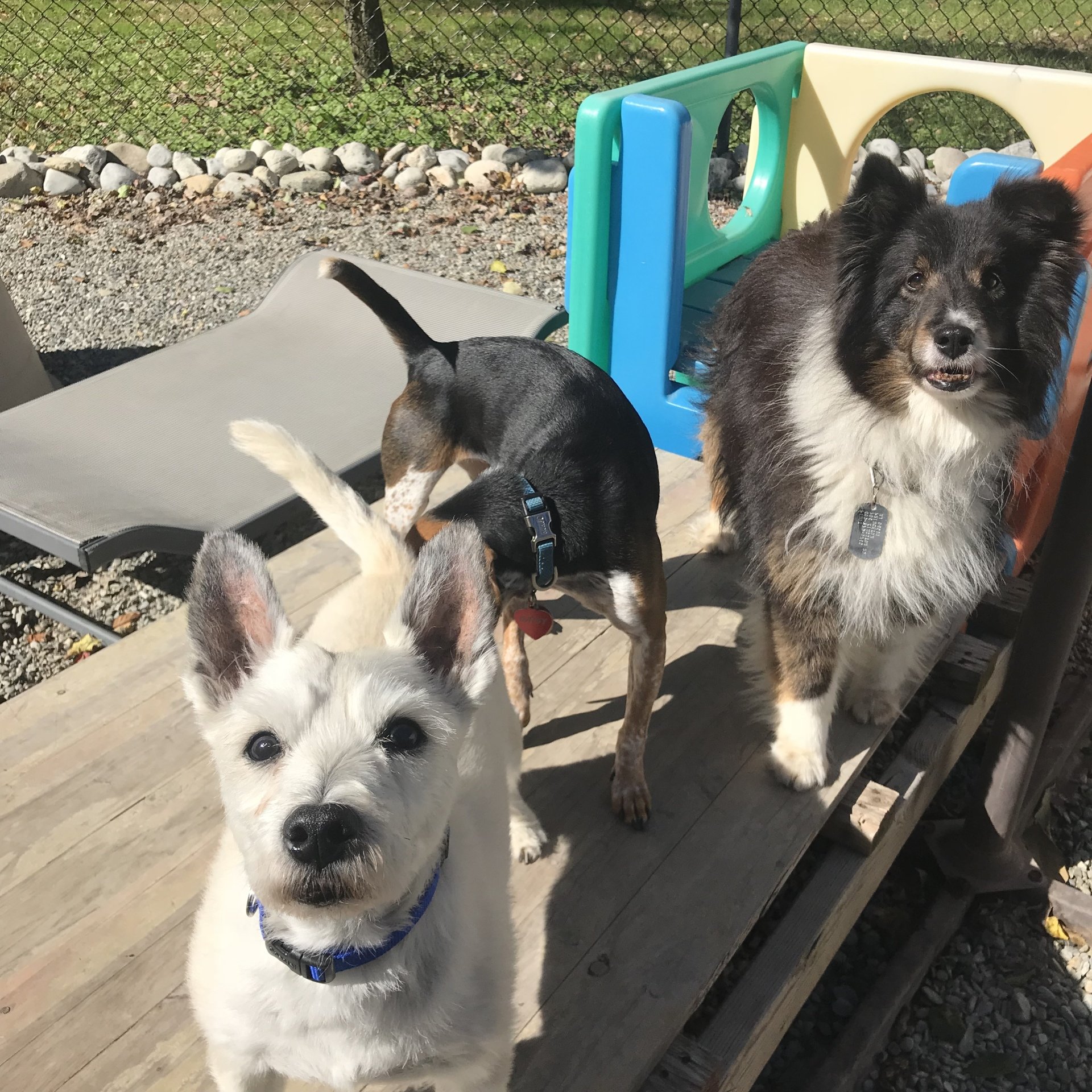 All Good Dogs Daycare Inc Grooming Lawrenceville, NJ