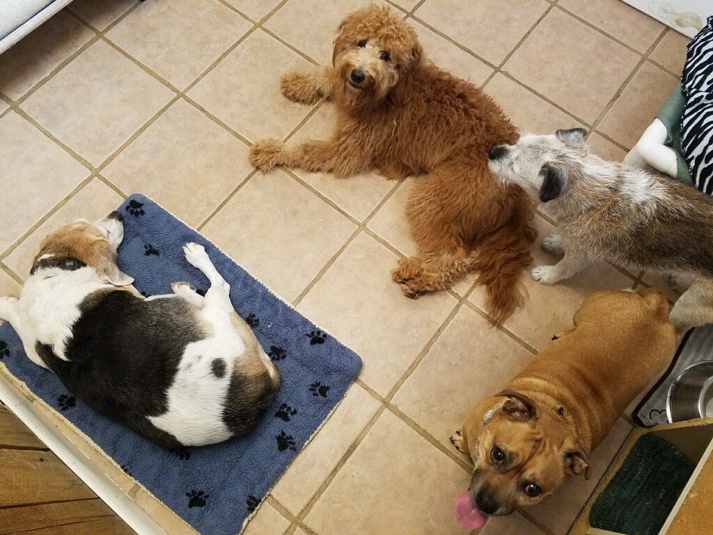 All Good Dogs Daycare Inc Grooming Lawrenceville, NJ