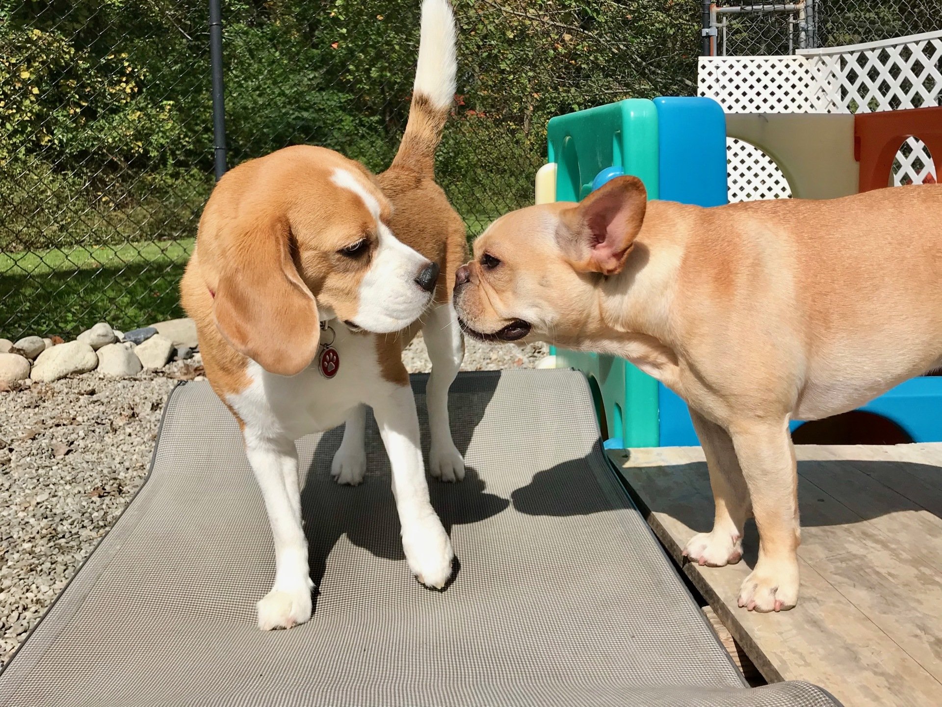 All Good Dogs Daycare Inc Grooming Lawrenceville, NJ