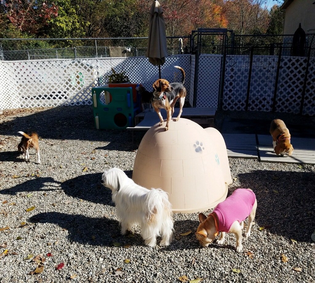 All Good Dogs Daycare Inc Grooming Lawrenceville, NJ