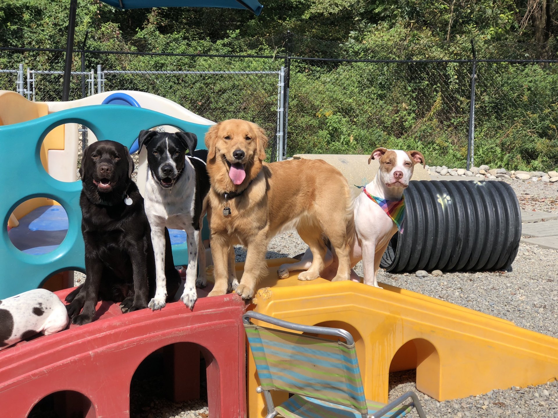 All Good Dogs Daycare Inc Grooming Lawrenceville, NJ