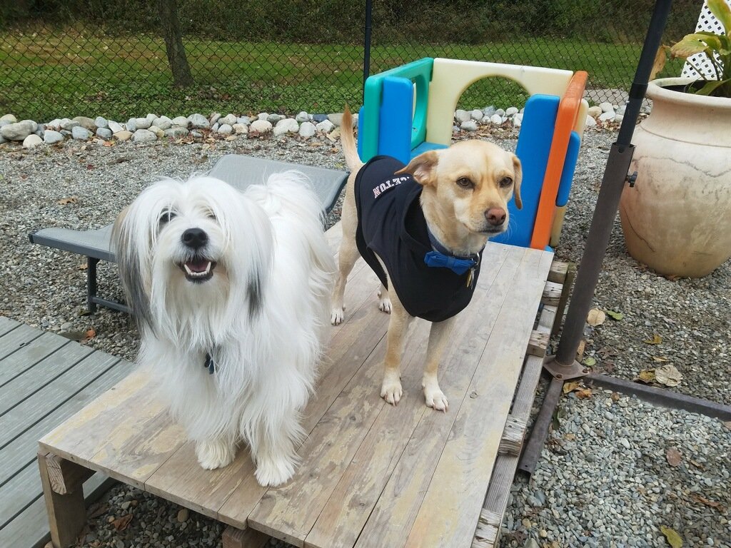 All Good Dogs Daycare Inc Grooming Lawrenceville, NJ