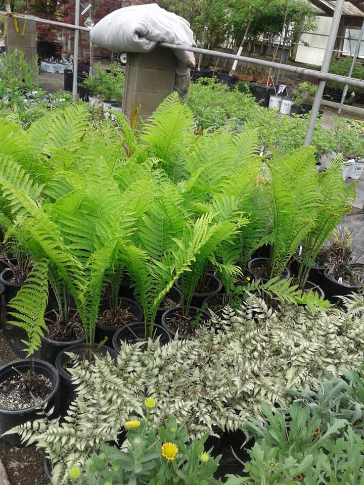 Pleasant View Nursery Garden Center & Florist Garden Center Gallery