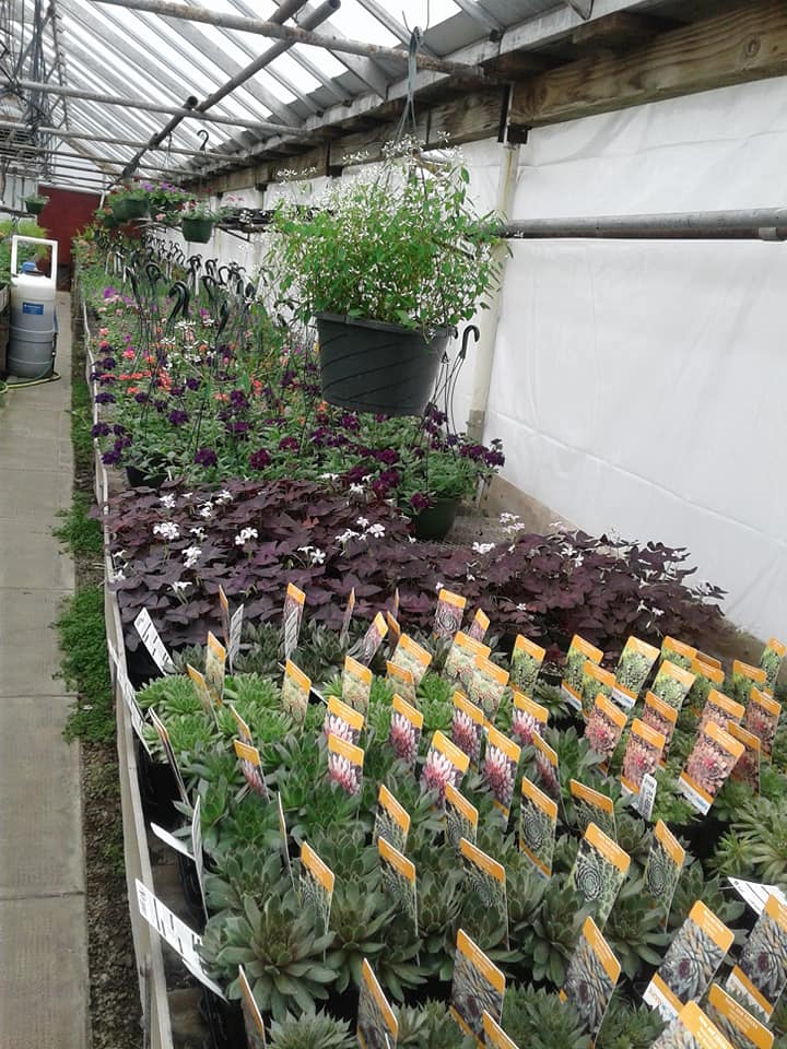 Pleasant View Nursery Garden Center & Florist Garden Center Gallery