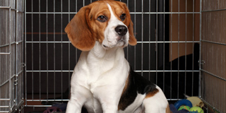 Dog Boarding