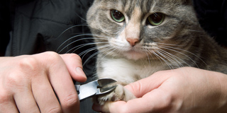 Pet Grooming