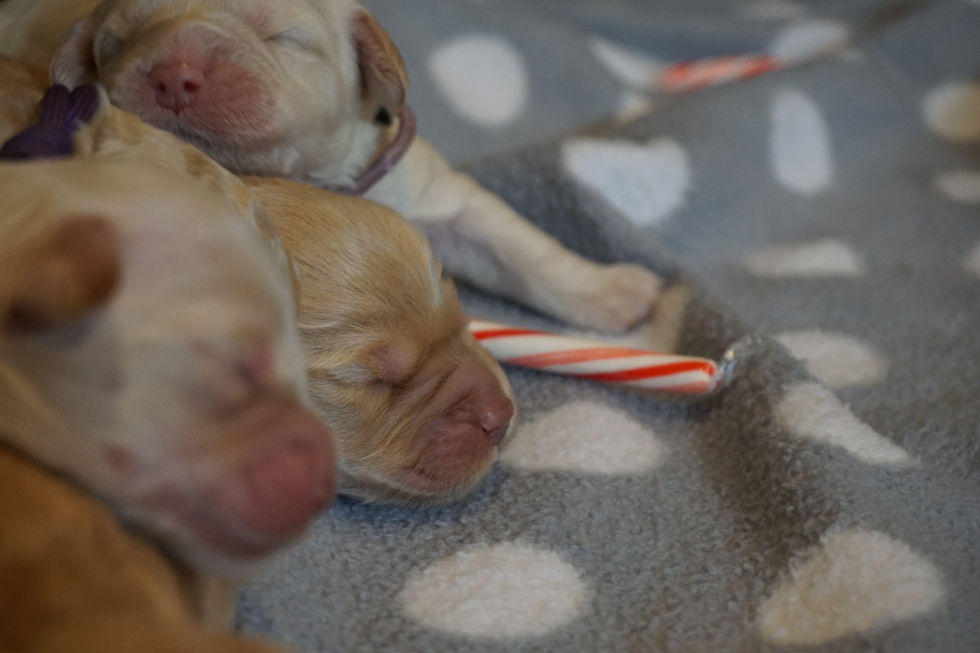 Wild Daisy Labradoodles Dog Breeder Mount Airy, MD
