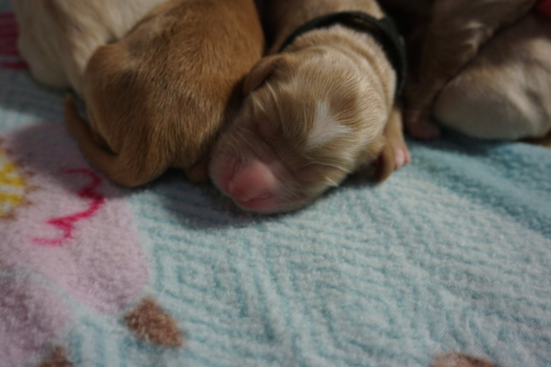 Wild Daisy Labradoodles Dog Breeder Mount Airy, MD