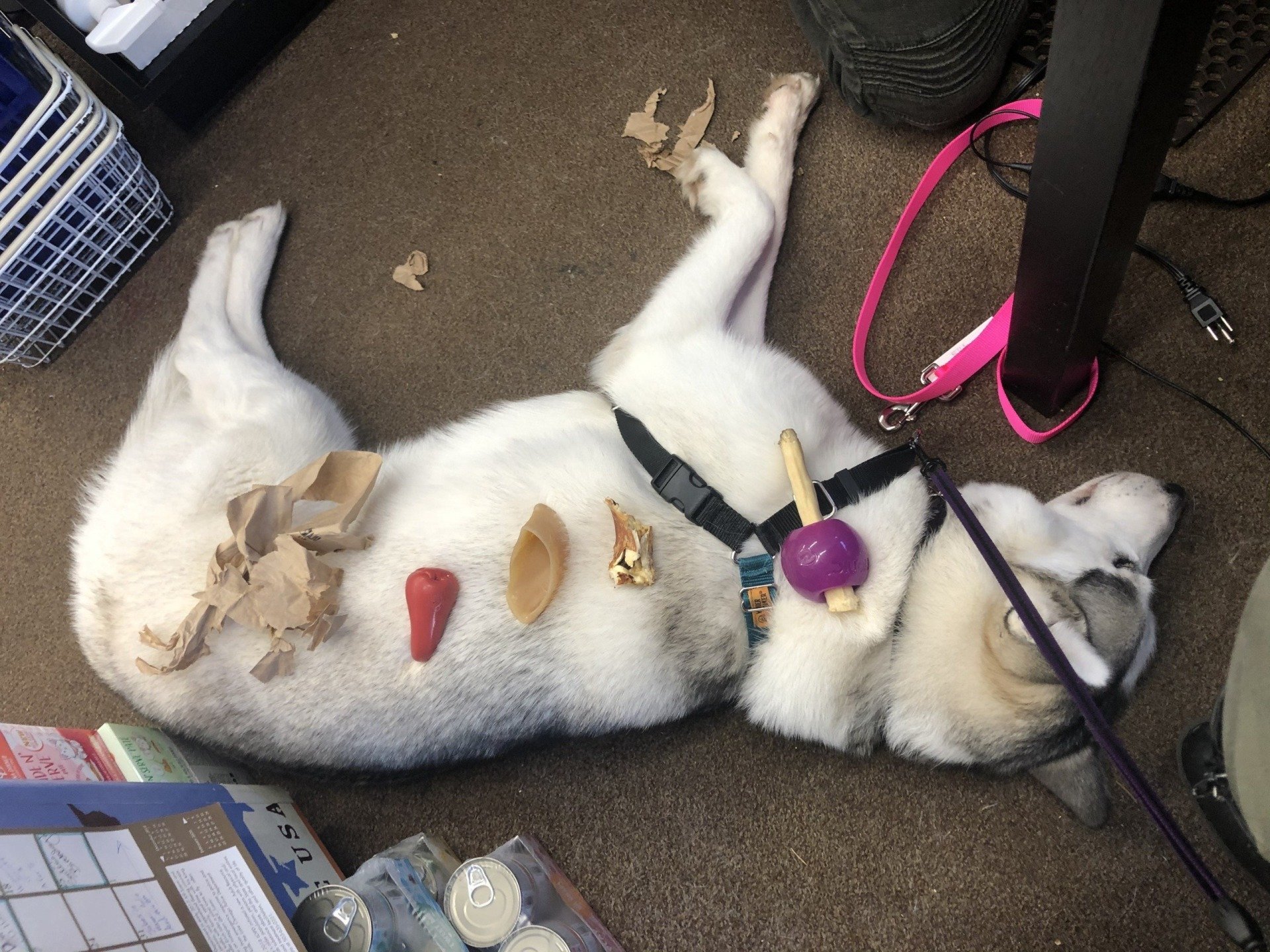 Healthy Pet Pet Food and Supply Store Lake Oswego, OR