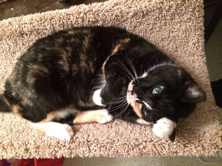 Healthy Pet Pet Food and Supply Store Lake Oswego, OR