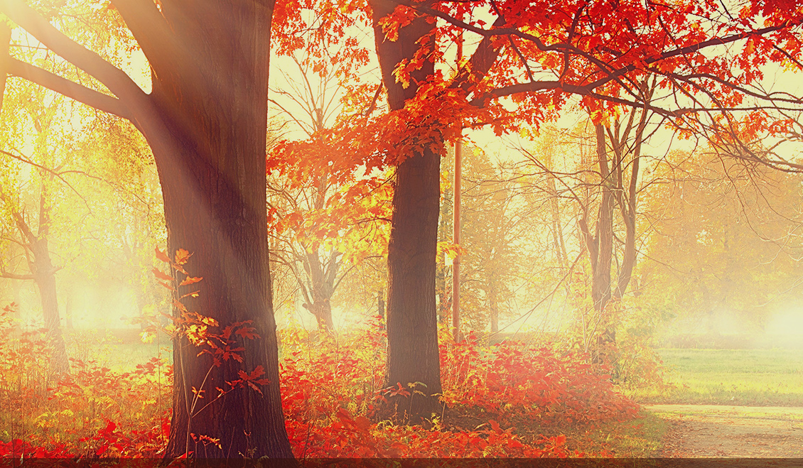 Homestead Trees LLC Tree Planting Appleton, WI