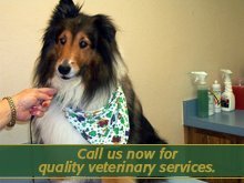 Veterinary - Concordia, KS - Concordia Small Animal Clinic - Pet Dog - Call us now for quality veterinary services.