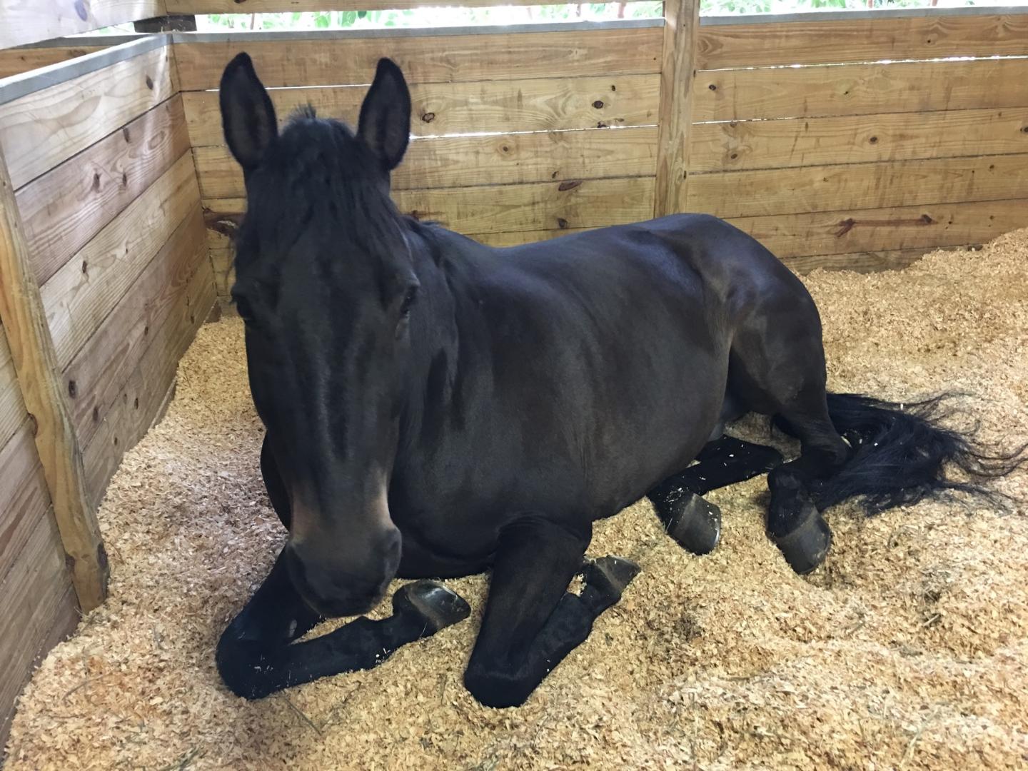 About Guardian Horse Bedding