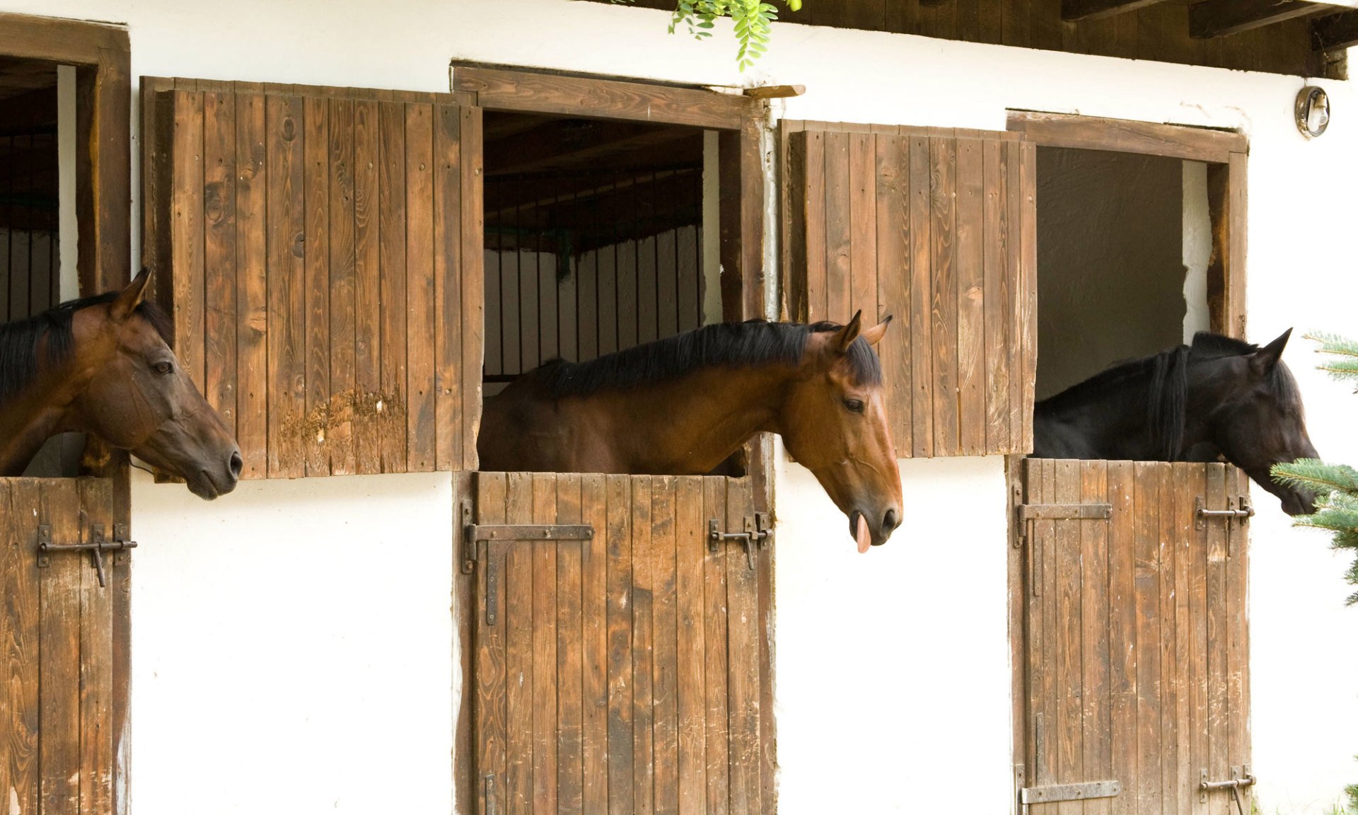 About Guardian Horse Bedding
