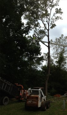 Tree Removal - Salisbury, NC - George Stirewalt Landscaping-Grading-Hauling