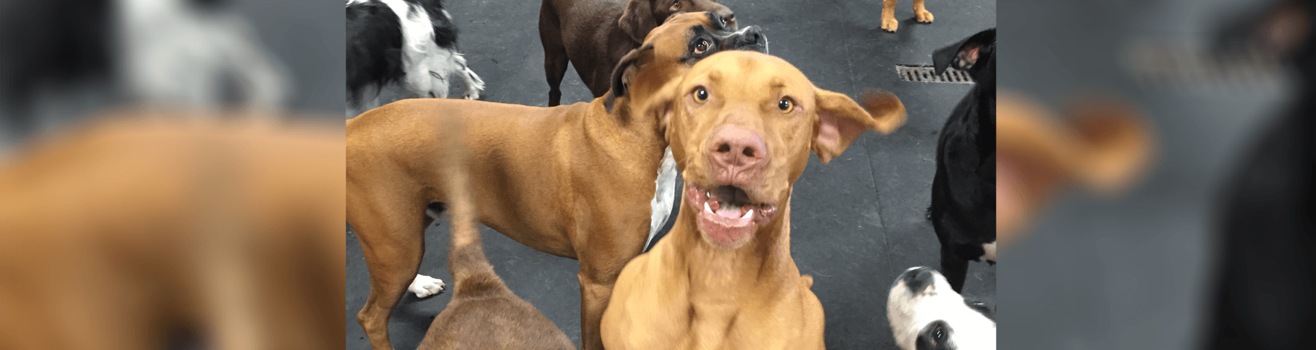 Ames Pet Resort Pet Boarding Services Ames, IA