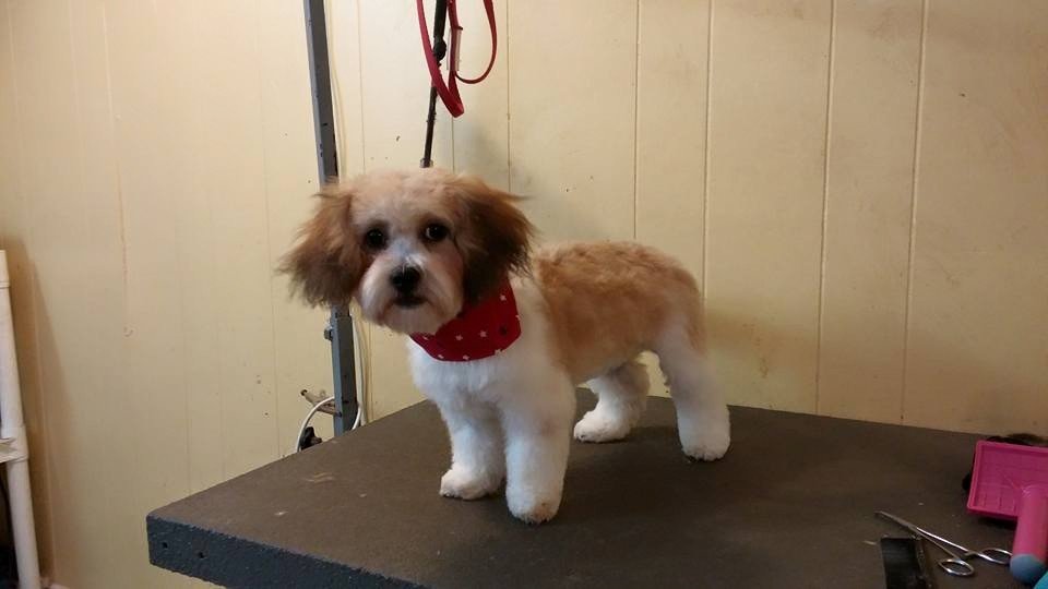 Dog Grooming Center Dog Boarding Mobile, AL