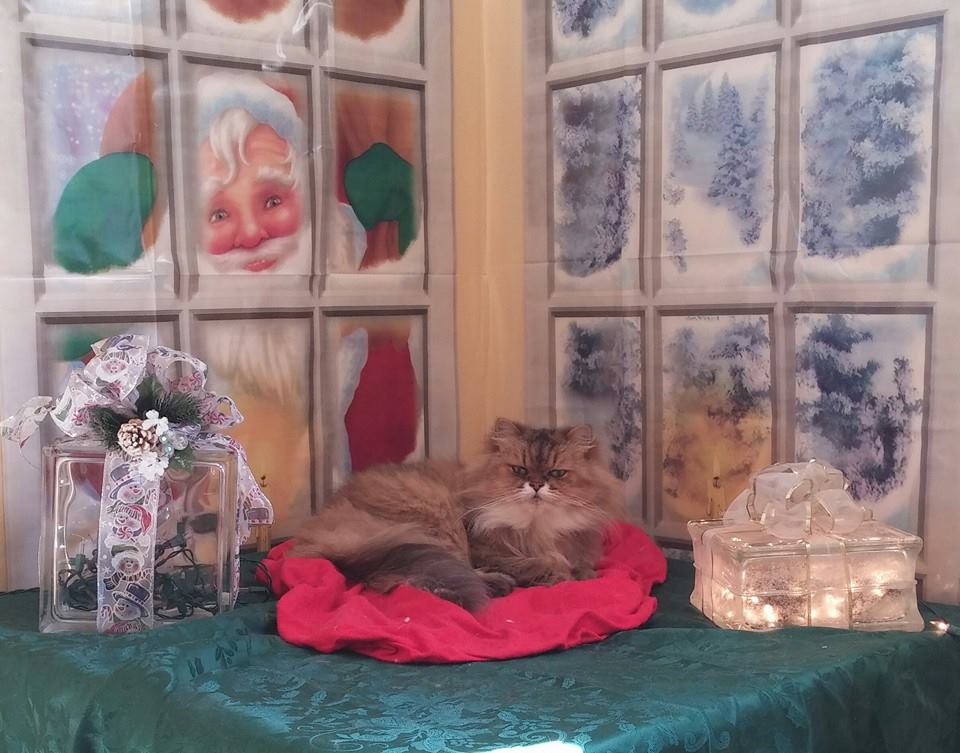 Dog Grooming Center Dog Boarding Mobile, AL