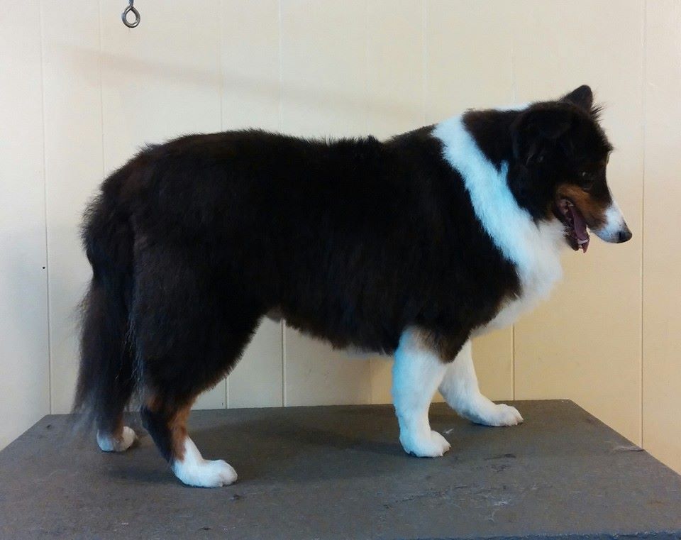 Dog Grooming Center Dog Boarding Mobile, AL