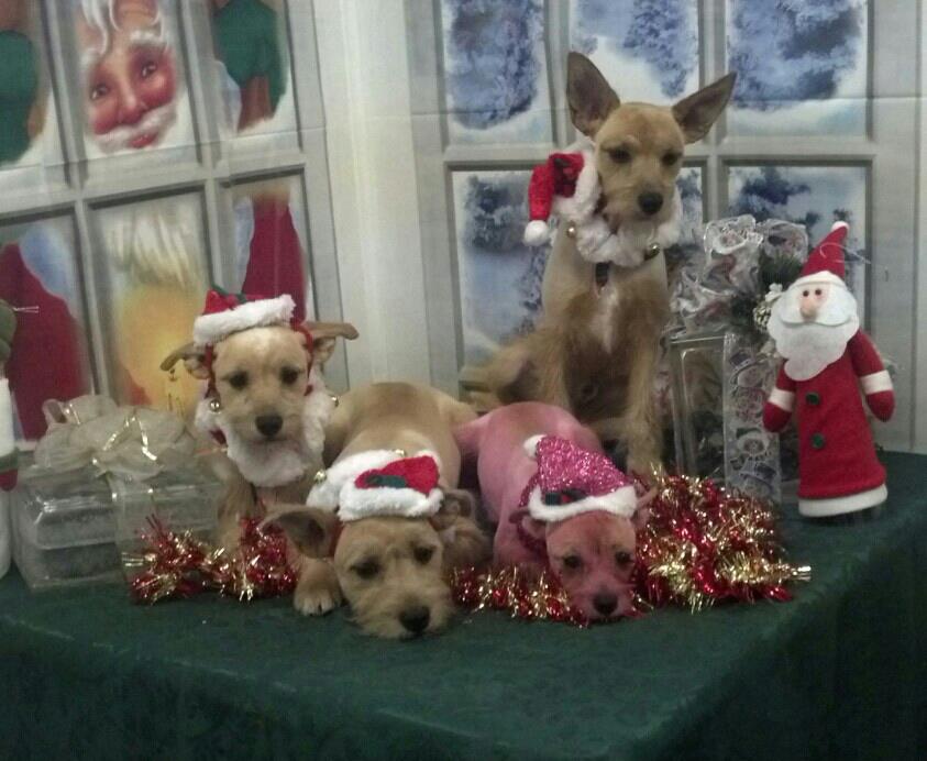 Dog Grooming Center Dog Boarding Mobile, AL