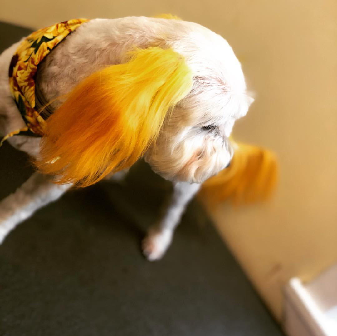 Dog Grooming Center Dog Boarding Mobile, AL