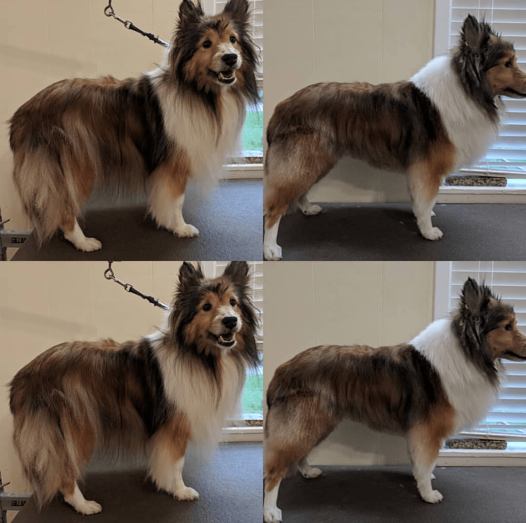 Dog Grooming Center Dog Boarding Mobile, AL