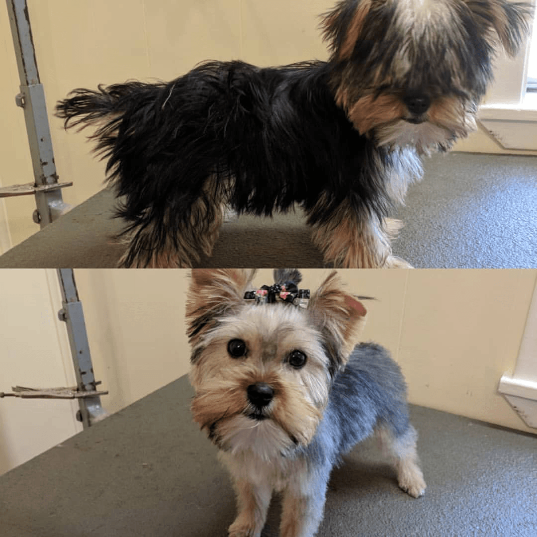 Dog Grooming Center Dog Boarding Mobile, AL