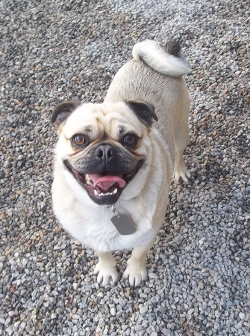 Four Paws Inn Pet Grooming and Boarding Banning, CA