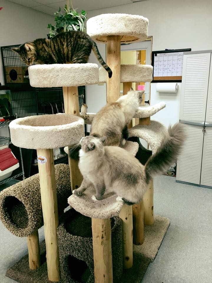 Heartland Kennels Pet Boarding Peninsula, OH