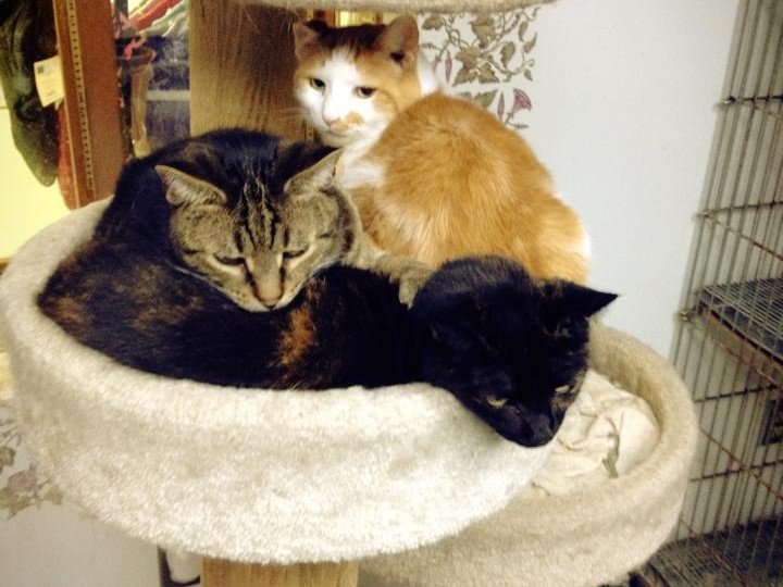 Cat Boarding Cat Kennels Peninsula, OH