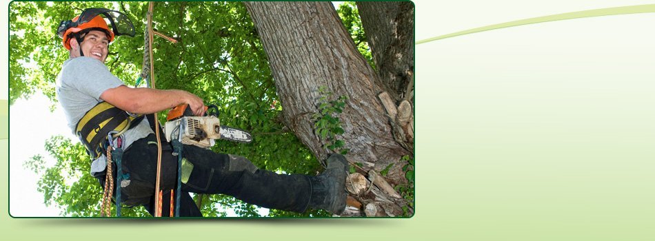 Contractor Tree Services Big Bear Lake, CA AAA Tree