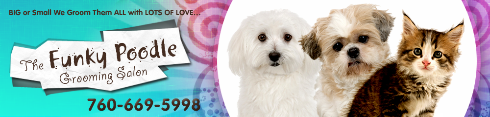 funky poodle grooming