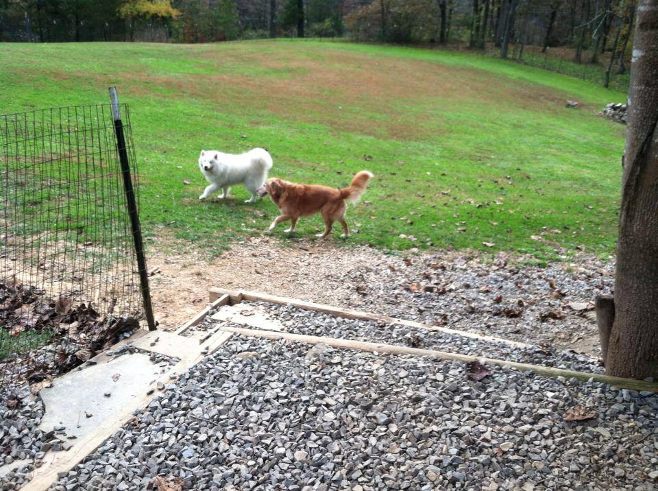 Just fer Paws Kennel Photo Gallery Gatlinburg, TN