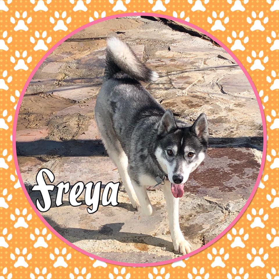 Pet Day Care Pet Play Area Gatlinburg, TN