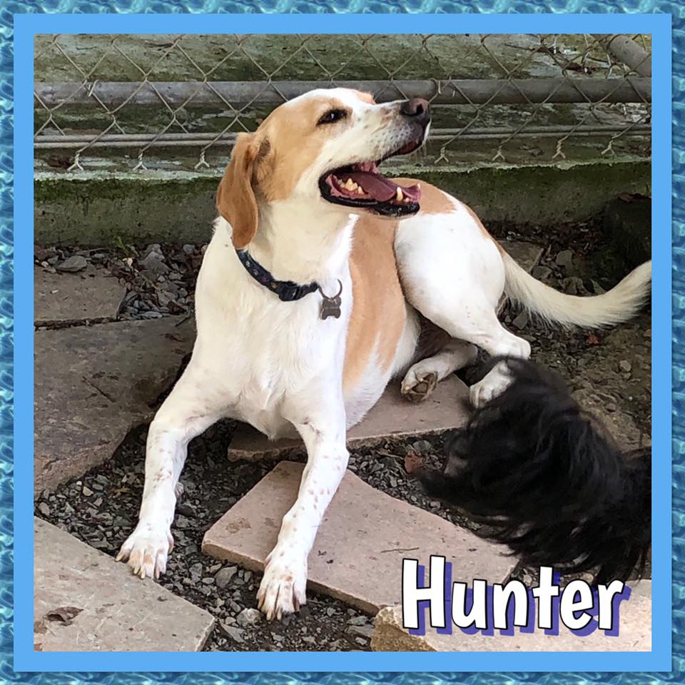 Just fer Paws Kennels Prices Gatlinburg, TN