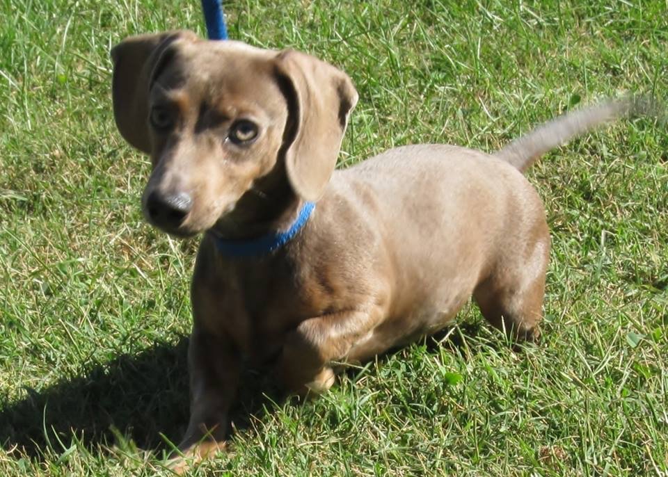 Just fer Paws Kennel Photo Gallery Gatlinburg, TN