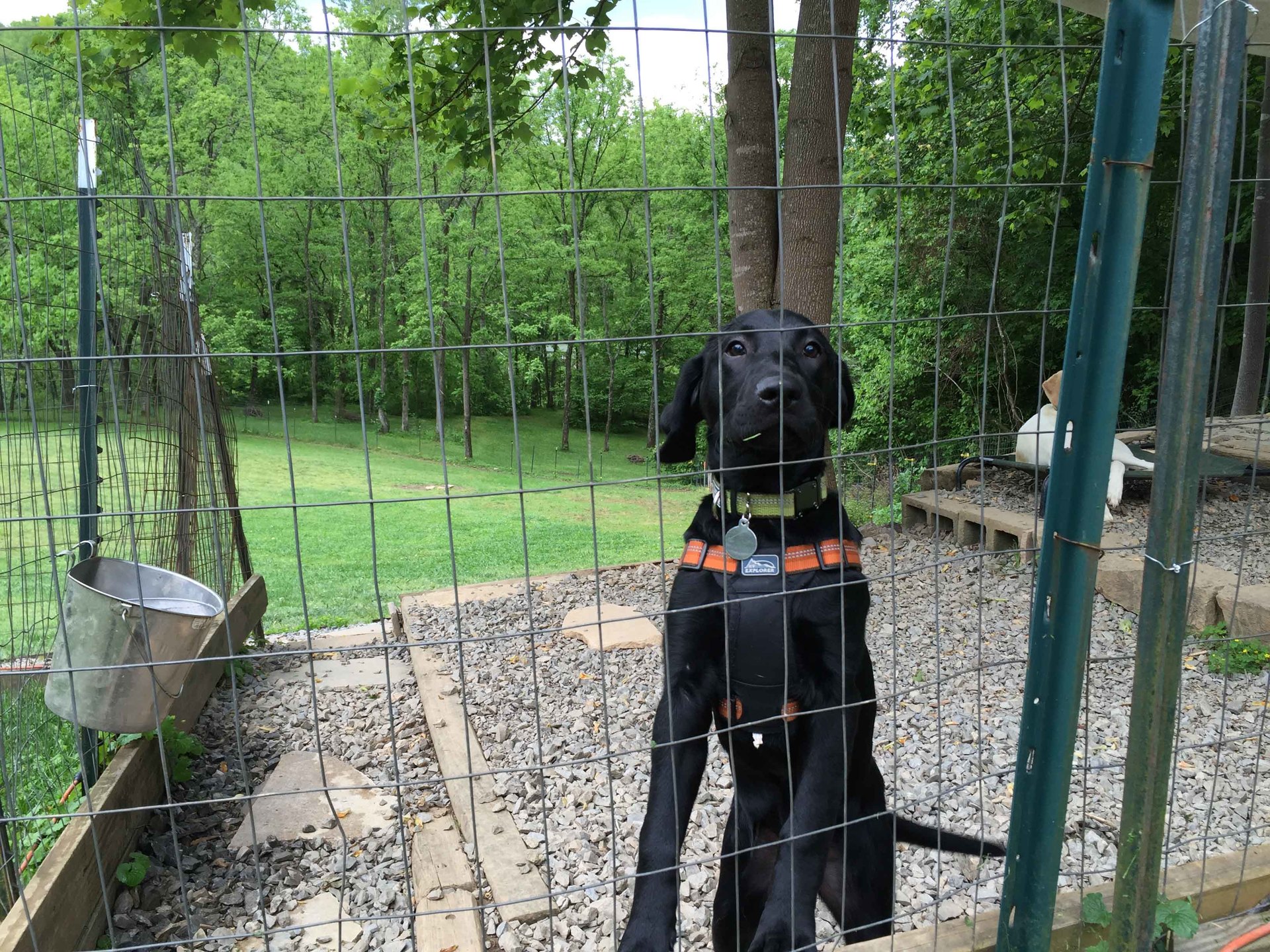 Just fer Paws Kennel Photo Gallery Gatlinburg, TN