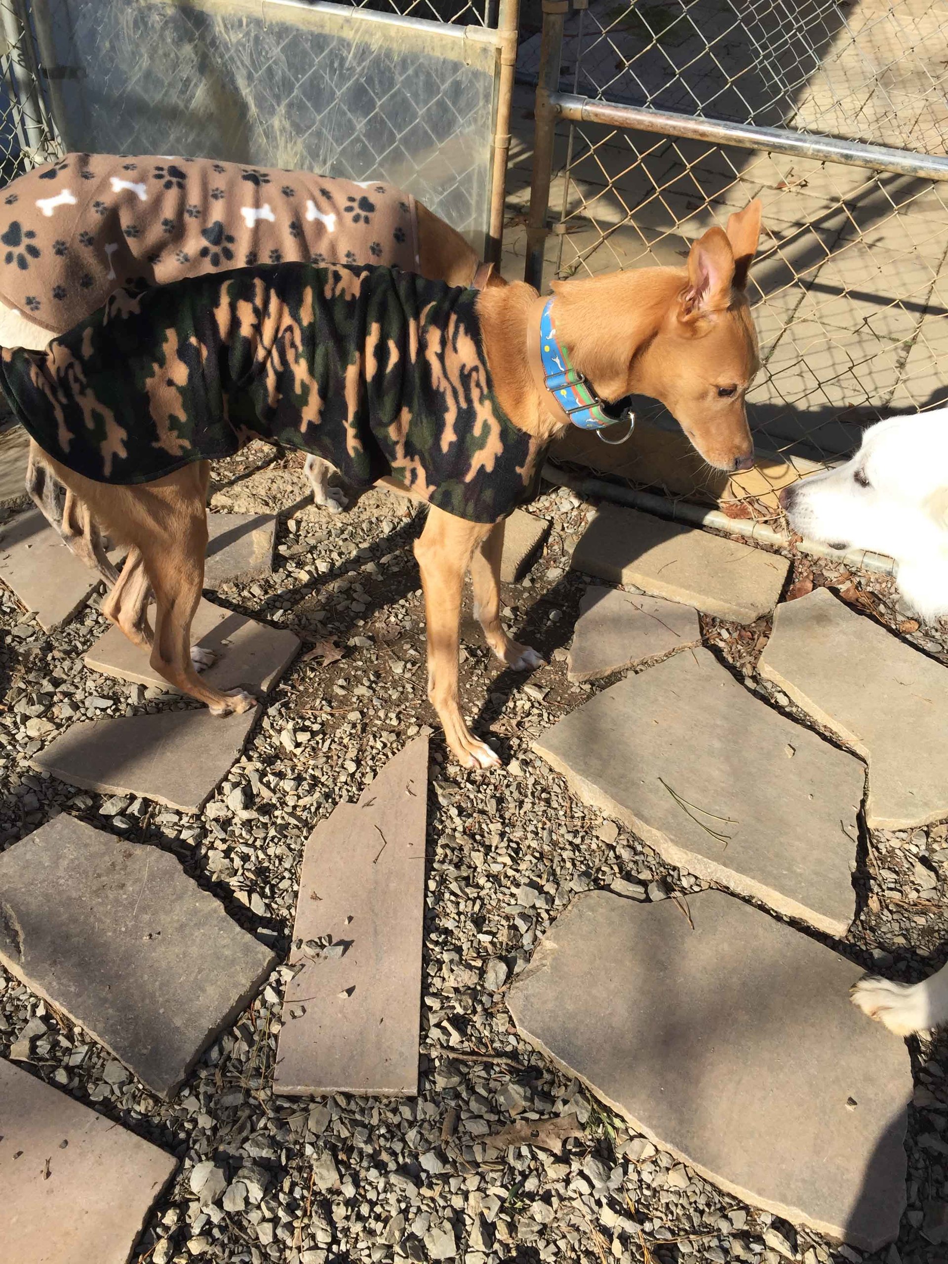 Just fer Paws Kennel Photo Gallery Gatlinburg, TN