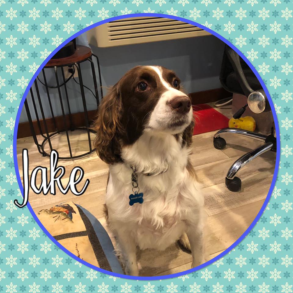 Just fer Paws Kennel Photo Gallery Gatlinburg, TN