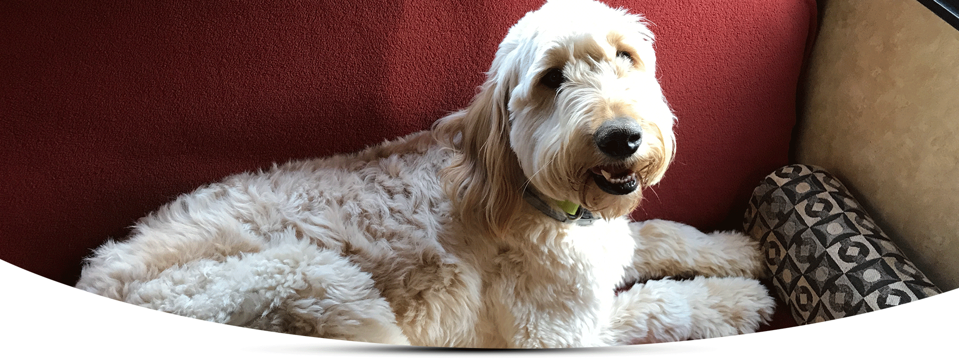 Just fer Paws Kennels Pet Day Care Gatlinburg, TN