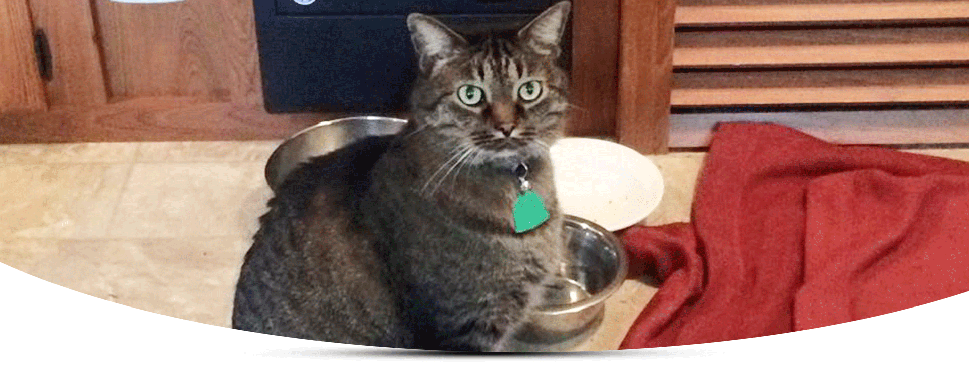 Just fer Paws Kennels Pet Day Care Gatlinburg, TN