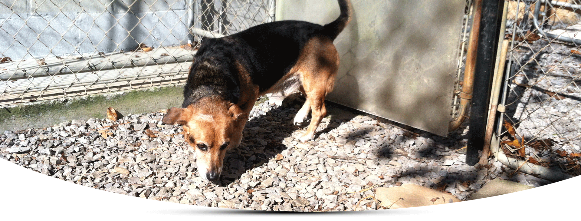 Just fer Paws Kennels Pet Day Care Gatlinburg, TN