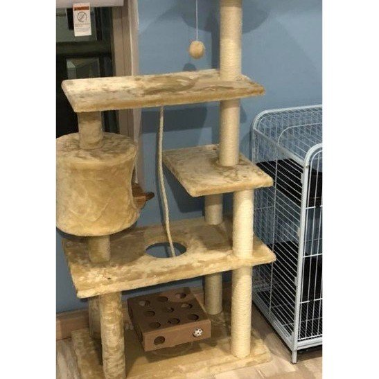 Just fer Paws Kennels Pet Day Care Gatlinburg, TN