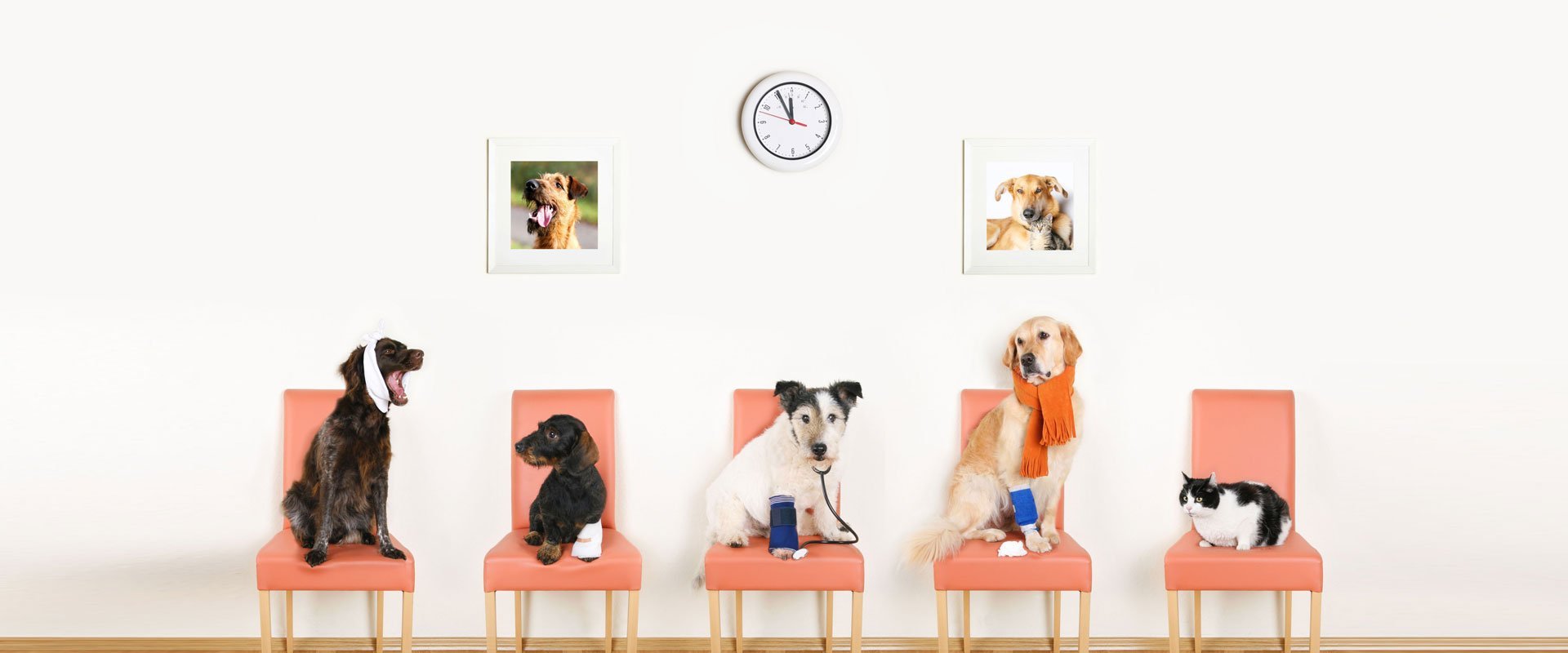 Animal Care Clinic Of Hibbing Veterinary Care Hibbing MN