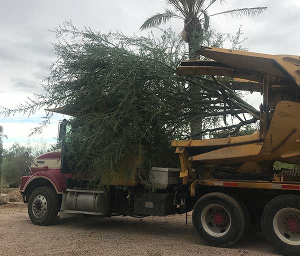 Tree Relocation | Tree Transplanting | Mesa, AZ