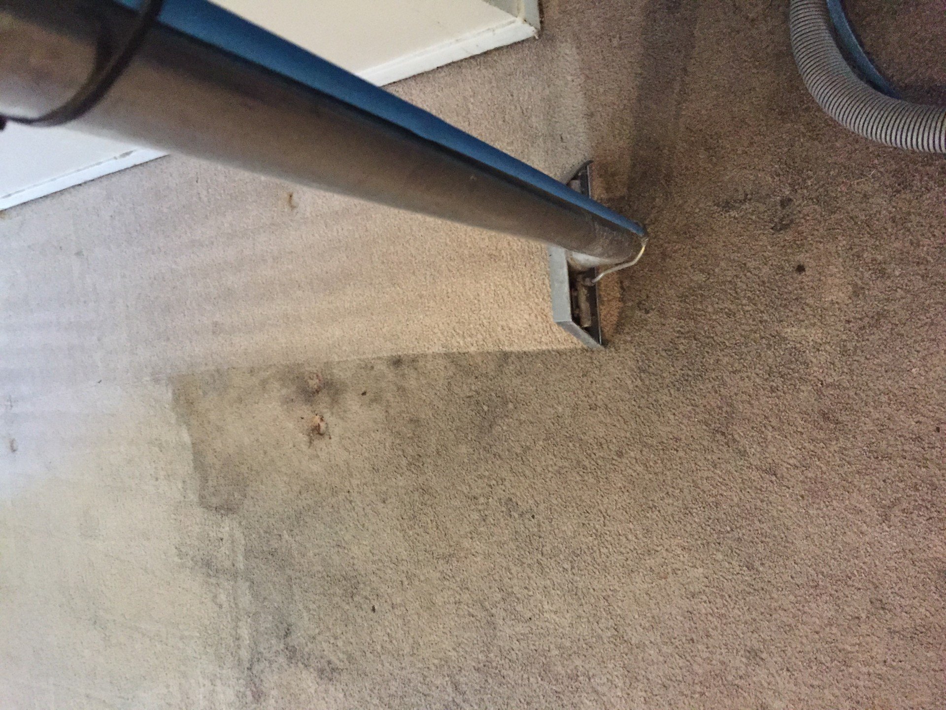 Carpet Cleaning Services Carpet Cleaning Professionals Commerce, TX