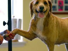 dog grooming - Easton, PA - Sandy King's Pet Supplies & Grooming Salon - nail clipping