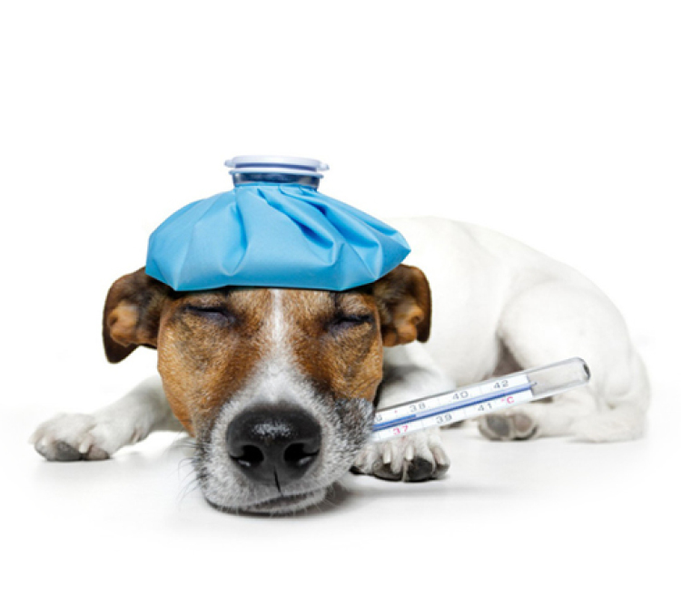 Columbia Belvedere Animal Hospital Surgery Decatur Ga