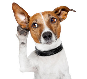 Useful Forms Columbia Belvedere Animal Hospital