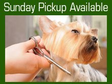 Pet Grooming Services - Green River, WY - Castle Rock Veterinary Center